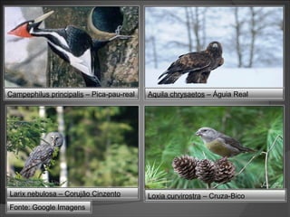 Campephilus principalis – Pica-pau-real

Larix nebulosa – Corujão Cinzento
Fonte: Google Imagens

Aquila chrysaetos – Águia Real

Loxia curvirostra – Cruza-Bico

 