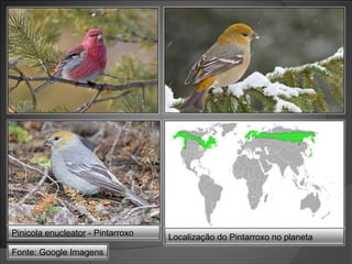 Pinicola enucleator - Pintarroxo
Fonte: Google Imagens

Localização do Pintarroxo no planeta

 