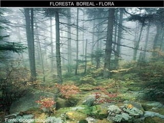 FLORESTA BOREAL - FLORA

Fonte: Google Imagens

 