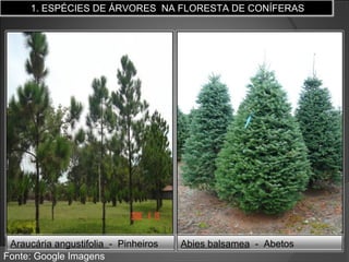 1. ESPÉCIES DE ÁRVORES NA FLORESTA DE CONÍFERAS

Araucária angustifolia - Pinheiros
Fonte: Google Imagens

Abies balsamea - Abetos

 