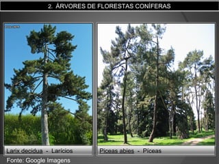 2. ÁRVORES DE FLORESTAS CONÍFERAS

Larix decidua - Larícios
Fonte: Google Imagens

Piceas abies - Píceas

 