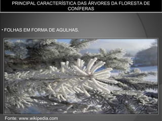 PRINCIPAL CARACTERÍSTICA DAS ÁRVORES DA FLORESTA DE
CONÍFERAS

• FOLHAS EM FORMA DE AGULHAS.

Fonte: www.wikipedia.com

 