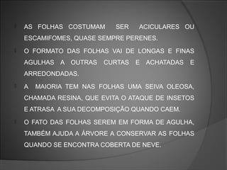 

AS FOLHAS COSTUMAM

SER

ACICULARES OU

ESCAMIFOMES, QUASE SEMPRE PERENES.


O FORMATO DAS FOLHAS VAI DE LONGAS E FINAS
AGULHAS A OUTRAS

CURTAS

E ACHATADAS

E

ARREDONDADAS.


A

MAIORIA TEM NAS FOLHAS UMA SEIVA OLEOSA,

CHAMADA RESINA, QUE EVITA O ATAQUE DE INSETOS
E ATRASA A SUA DECOMPOSIÇÃO QUANDO CAEM.


O FATO DAS FOLHAS SEREM EM FORMA DE AGULHA,
TAMBÉM AJUDA A ÁRVORE A CONSERVAR AS FOLHAS
QUANDO SE ENCONTRA COBERTA DE NEVE.

 