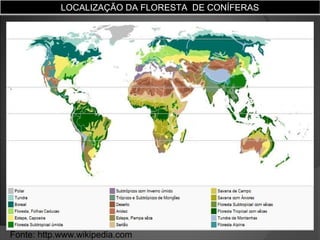 LOCALIZAÇÃO DA FLORESTA DE CONÍFERAS

Fonte: http.www.wikipedia.com

 