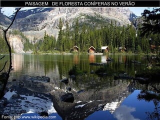 PAISAGEM DE FLORESTA CONÍFERAS NO VERÃO

Fonte: http.www.wikipedia.com

 