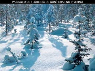 PAISAGEM DE FLORESTA DE CONÍFERAS NO INVERNO

Fonte: Google Imagens

 