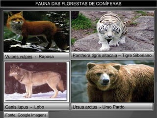 FAUNA DAS FLORESTAS DE CONÍFERAS

Vulpes vulpes - Raposa

Panthera tigris altacaia – Tigre Siberiano

Canis lupus - Lobo

Ursus arctus - Urso Pardo

Fonte: Google Imagens

 