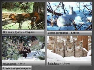 Sciurus vulgaris - Esquilo

Lepus europaeus - Lebres

Alces alces - Alce

Felis lynx - Linces

Fonte: Google Imagens

 