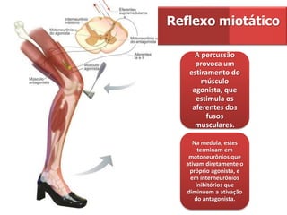 A percussão
provoca um
estiramento do
músculo
agonista, que
estimula os
aferentes dos
fusos
musculares.
Na medula, estes
terminam em
motoneurônios que
ativam diretamente o
próprio agonista, e
em interneurônios
inibitórios que
diminuem a ativação
do antagonista.
Reflexo miotático
 