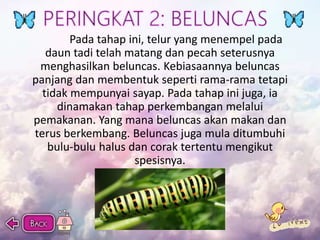 Kitaran Hidup Rama-Rama | PPTX