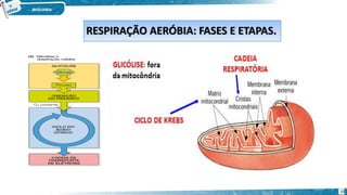 RESPIRAÇÃO AERÓBIA: FASES E ETAPAS.
10
 