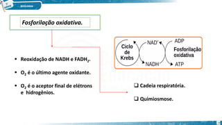 Fosforilação oxidativa.
 Reoxidação de NADH e FADH2.
 O2 é o último agente oxidante.
 O2 é o aceptor final de elétrons
e hidrogênios.
 Cadeia respiratória.
 Quimiosmose.
14
 
