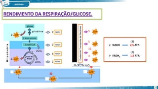 RENDIMENTO DA RESPIRAÇÃO/GLICOSE.
 NADH 2,5 ATP.
 FADH2 1,5 ATP.
(3)
(2)
5
5
15
3
4 28
32
17
 