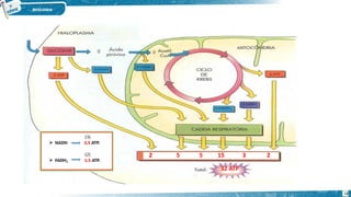 2 5 5 15 3 2
32 ATP
18
 