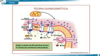 Explica a síntese de ATP pelo fluxo de íons
H+ através das membranas mitocondriais.
19
 