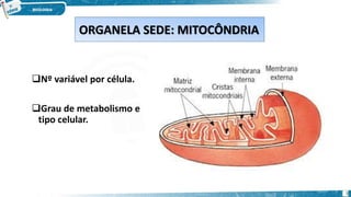 Nº variável por célula.
Grau de metabolismo e
tipo celular.
ORGANELA SEDE: MITOCÔNDRIA
5
 