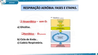  Anaeróbica – sem O2
a) Glicólise.
Aeróbica - O2 presente
b) Ciclo de Krebs .
c) Cadeia Respiratória.
RESPIRAÇÃO AERÓBIA: FASES E ETAPAS.
7
 