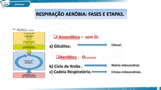  Anaeróbica – sem O2
a) Glicólise.
Aeróbica - O2 presente
b) Ciclo de Krebs .
c) Cadeia Respiratória.
RESPIRAÇÃO AERÓBIA: FASES E ETAPAS.
Citosol.
Matriz mitocondrial.
Cristas mitocondriais.
9
 