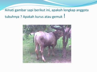 Amati gambar sapi berikut ini, apakah lengkap anggota
tubuhnya ? Apakah kurus atau gemuk !
 