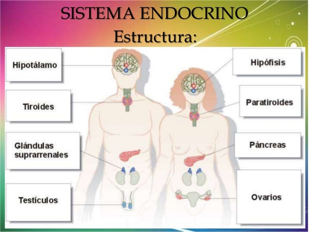 El Sistema Endocrino Está Formado Por