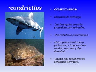 COMENTARIOS: Esqueleto de cartílago. Las branquias no están protegidas por opérculos. Depredadores y necrófagos. Aletas pares (ventrales y pectorales) e impares (una caudal, una anal y dos dorsales). La piel está recubierta de dentículos dérmicos. condrictios 