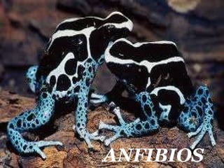 ANFIBIOS  