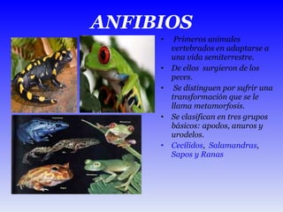 ANFIBIOS Primeros animales vertebrados en adaptarse a una vida semiterrestre.  De ellos  surgieron de los peces. Se distinguen por sufrir una transformación que se le llama metamorfosis. Se clasifican en tres grupos básicos: apodos, anuros y urodelos.  Cecílidos ,  Salamandras ,  Sapos y Ranas 