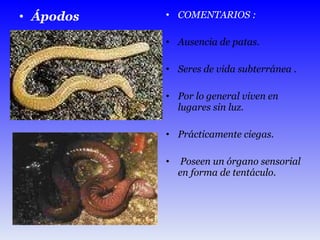 Ápodos  COMENTARIOS : Ausencia de patas.  Seres de vida subterránea . Por lo general viven en lugares sin luz. Prácticamente ciegas. Poseen un órgano sensorial en forma de tentáculo.  