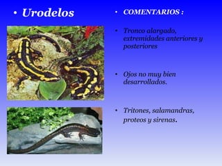 Urodelos  COMENTARIOS : Tronco alargado, extremidades anteriores y posteriores Ojos no muy bien desarrollados. Tritones, salamandras, proteos y sirenas . 