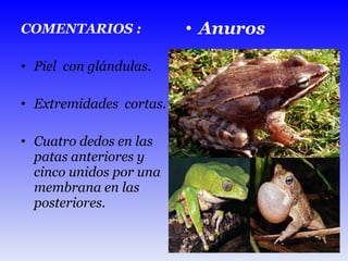 COMENTARIOS : Piel  con glándulas. Extremidades  cortas. Cuatro dedos en las patas anteriores y cinco unidos por una membrana en las posteriores.  Anuros  