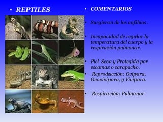 COMENTARIOS  Surgieron de los anfibios . Incapacidad de regular la temperatura del cuerpo y la respiración pulmonar. Piel  Seca y Protegida por escamas o carapacho. Reproducción: Ovípara, Ovovivípara, y Vivípara. Respiración: Pulmonar REPTILES 