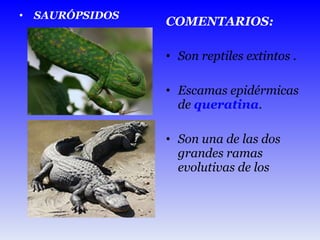 SAURÓPSIDOS COMENTARIOS: Son reptiles extintos . Escamas epidérmicas de  queratina .  Son una de las dos grandes ramas evolutivas de los  