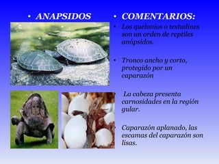 ANAPSIDOS COMENTARIOS: Los quelonios o testudines son un orden de reptiles anápsidos. Tronco ancho y corto, protegido por un caparazón  La cabeza presenta  carnosidades en la región gular.  Caparazón aplanado, las escamas del caparazón son lisas. 