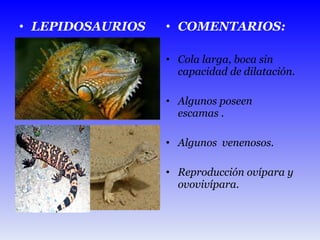 LEPIDOSAURIOS  COMENTARIOS: Cola larga, boca sin capacidad de dilatación.  Algunos poseen escamas . Algunos  venenosos. Reproducción ovípara y ovovivípara.  