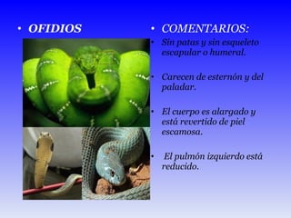 OFIDIOS COMENTARIOS: Sin patas y sin esqueleto escapular o humeral. Carecen de esternón y del paladar. El cuerpo es alargado y está revertido de piel escamosa. El pulmón izquierdo está reducido.  