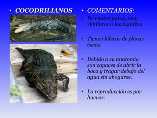 COCODRILIANOS COMENTARIOS: De cuatro patas, muy similares a los lagartos. Tienen hileras de placas óseas. Debido a su anatomía son capaces de abrir la boca y tragar debajo del agua sin ahogarse.  La reproducción es por huevos. 