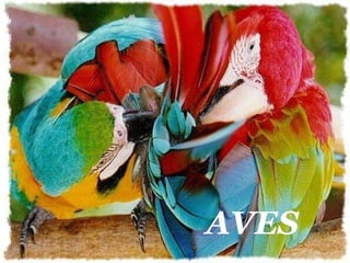 AVES 