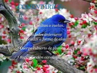 COMENTARIOS: De sangre caliente. Caminan, saltan o vuelan. Extremidades anteriores modificadas a forma de alas. Cuerpo cubierto de plumas. Reproducción ovovivípara. 