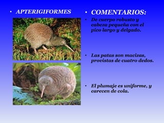 APTERIGIFORMES COMENTARIOS: De cuerpo robusto y cabeza pequeña con el pico largo y delgado. Las patas son macizas, provistas de cuatro dedos. El plumaje es uniforme, y carecen de cola.  