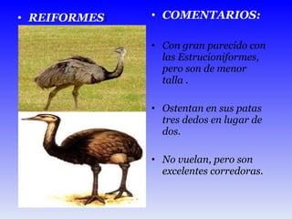 REIFORMES :  COMENTARIOS: Con gran parecido con las Estrucioniformes, pero son de menor talla . Ostentan en sus patas tres dedos en lugar de dos.  No vuelan, pero son excelentes corredoras.  