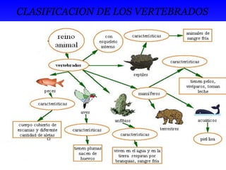 CLASIFICACION DE LOS VERTEBRADOS 