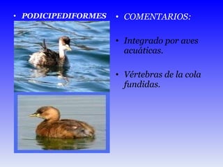 PODICIPEDIFORMES COMENTARIOS: Integrado por aves acuáticas. Vértebras de la cola fundidas. 