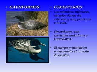 GAVIIFORMES COMENTARIOS: Los miembros inferiores, situados detrás del esternón y muy próximos a la cola. Sin embargo, son excelentes nadadoras y buceadoras. El cuerpo es grande en comparación al tamaño de las alas 
