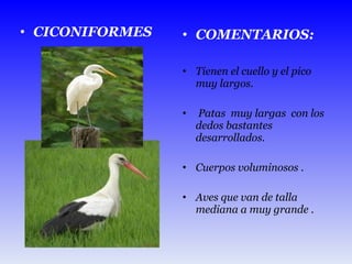 CICONIFORMES COMENTARIOS: Tienen el cuello y el pico muy largos. Patas  muy largas  con los dedos bastantes desarrollados. Cuerpos voluminosos . Aves que van de talla mediana a muy grande . 