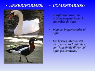 ANSERIFORMES: COMENTARIOS: Adaptadas para una existencia acuática en la superficie de agua. Plumas  impermeables al agua. Los bordes internos del pico, son unas laminillas con  función de filtrar del agua y sustancias.  