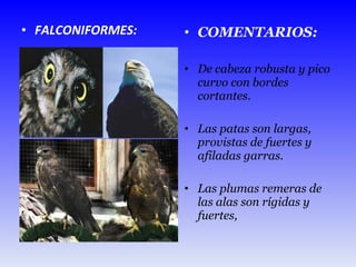 FALCONIFORMES: COMENTARIOS: De cabeza robusta y pico curvo con bordes cortantes.  Las patas son largas, provistas de fuertes y afiladas garras.  Las plumas remeras de las alas son rígidas y fuertes,  