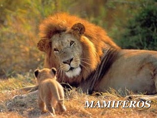 MAMIFEROS 