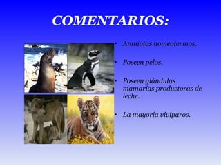 COMENTARIOS: Amniotas homeotermos. Poseen pelos. Poseen glándulas mamarias productoras de leche. La mayoría vivíparos. 