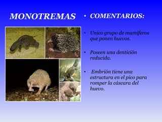 COMENTARIOS: Unico grupo de mamíferos que ponen huevos. Poseen una dentición reducida. Embrión tiene una estructura en el pico para romper la cáscara del huevo. MONOTREMAS 