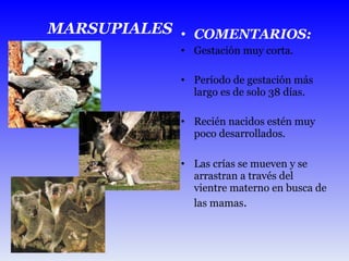 COMENTARIOS: Gestación muy corta. Período de gestación más largo es de solo 38 días. Recién nacidos estén muy poco desarrollados. Las crías se mueven y se arrastran a través del vientre materno en busca de las mamas . MARSUPIALES 
